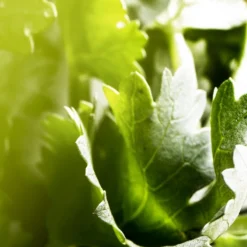 BULGARI Bvlgari Man Wood Essence -Pas Cher Luxe Arome Magasin bulgari bvlgari man wood essence eau de parfum pour homme 3